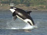 Orca Image Gallery