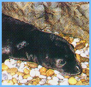 The Monk Seal