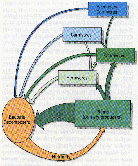 770trophiccycle[1].gif (158460 bytes)