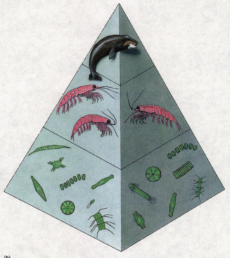 ocean food chain pyramid