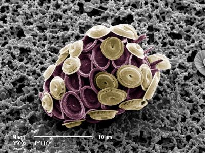 Coccolithophores[1].jpeg (46510 bytes)