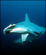 Hammerheadand fish.jpeg (8560 bytes)