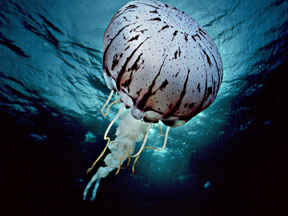 Jelly[1].jpg (8664 bytes)