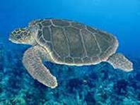 loggerhead sea turtle