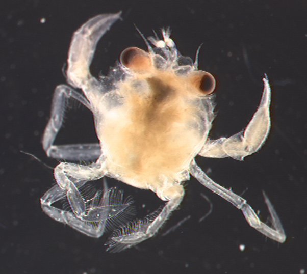 Mplankton1[1].jpg (41998 bytes)