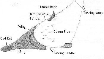 Otter[1].jpg (12205 bytes)