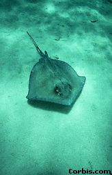 Ray2.jpeg (8808 bytes)