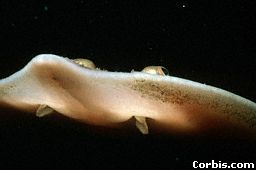 Skate.jpeg (6057 bytes)