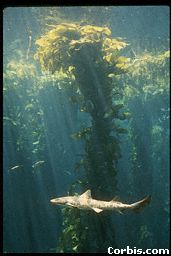 Tigershark.jpeg (10765 bytes)