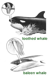 Whaletypes[1].jpg (17686 bytes)
