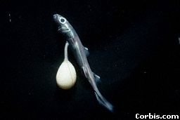 babyshark.jpeg (4608 bytes)