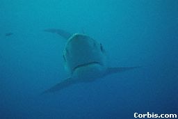 blueshark.jpeg (3816 bytes)