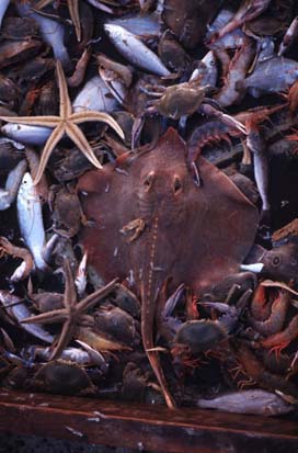 bycatch[1].jpeg (30109 bytes)