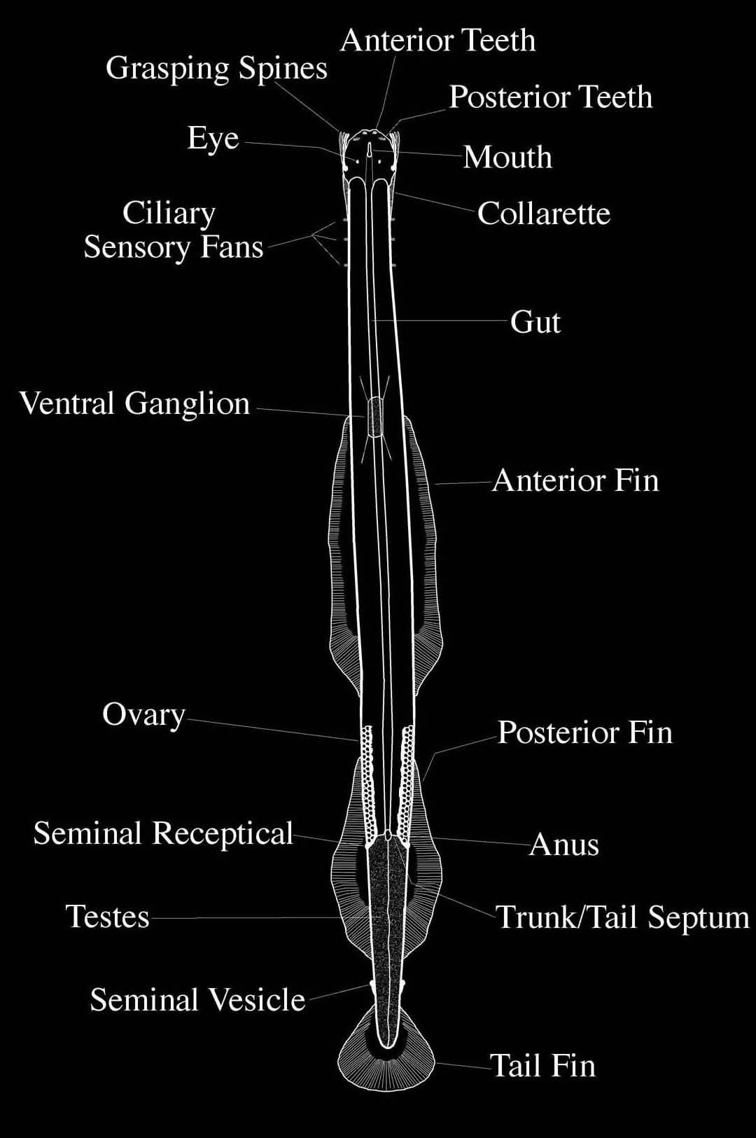 chet[2].jpeg (93749 bytes)
