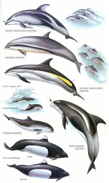 dolphins[1].jpeg (35183 bytes)