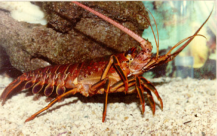 lobster[1].jpeg (59663 bytes)