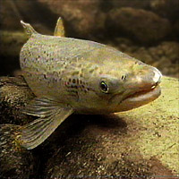 salmon[1].jpeg (22603 bytes)