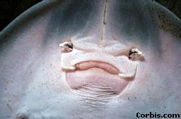 skatemouth.jpeg (8944 bytes)