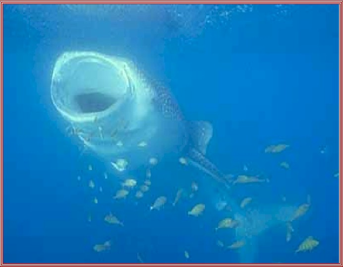whaleshark[1].jpg (49423 bytes)