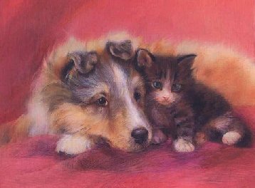 collie and kitten