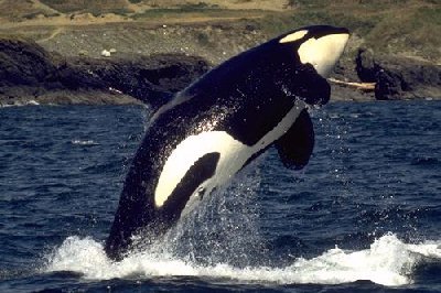 whale