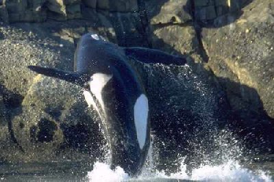 whale