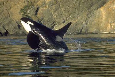 whale