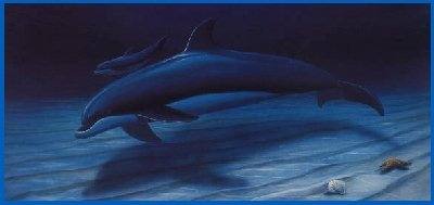 dolphins
