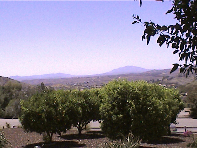Citrus trees