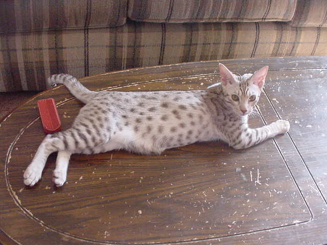 qwiky.jpg (39233 bytes)