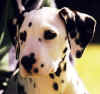 rastuspuppy.jpg (20361 bytes)