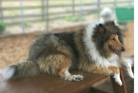 dawg.jpg (32215 bytes)