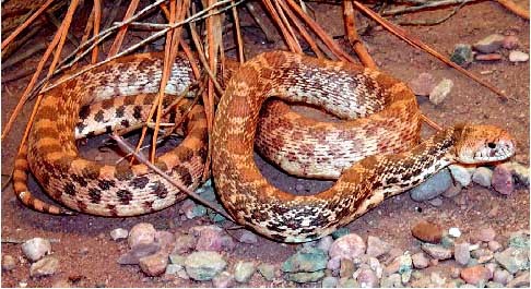 snake.jpg (70176 bytes)