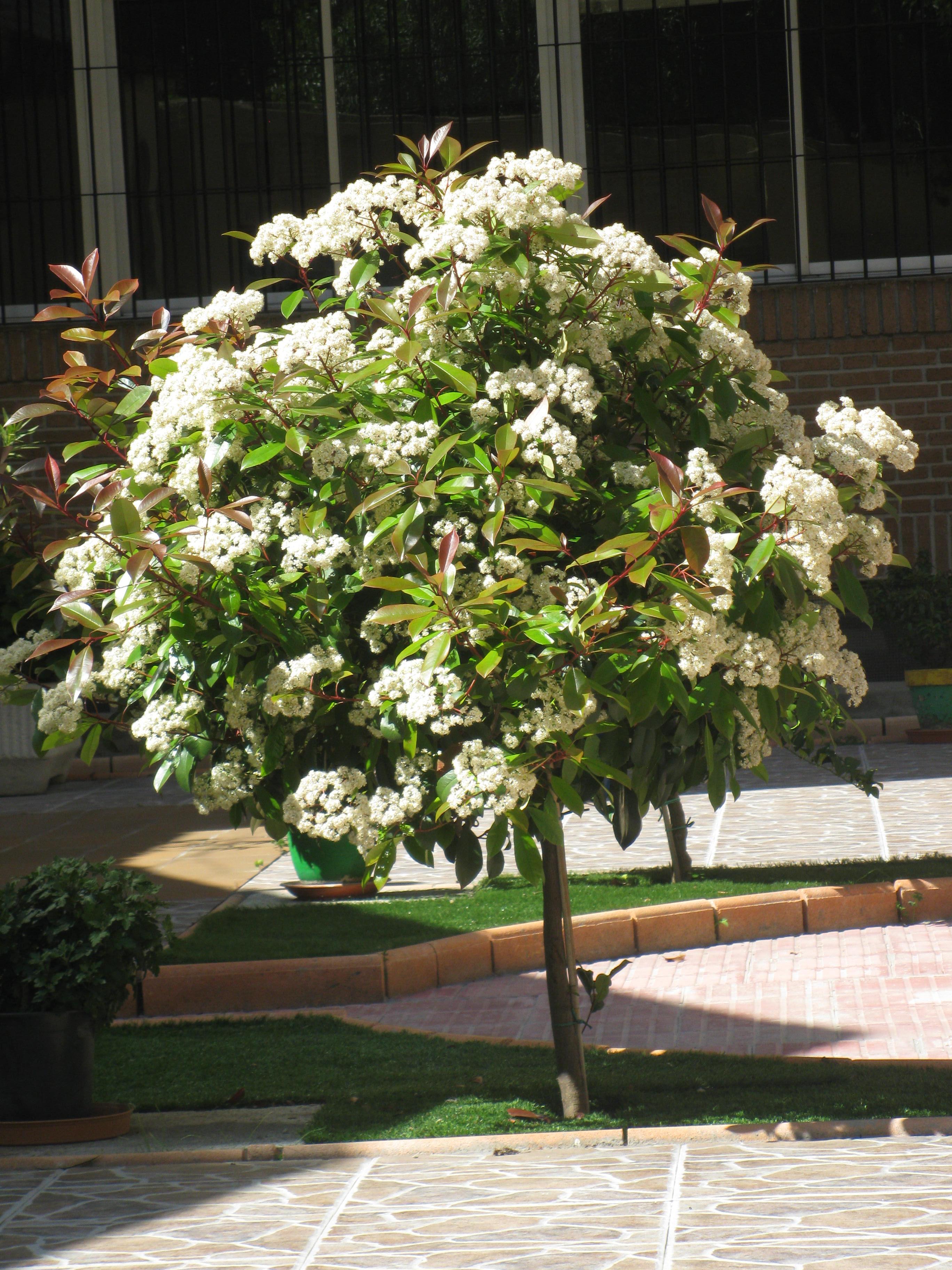 [Patio de rosas]