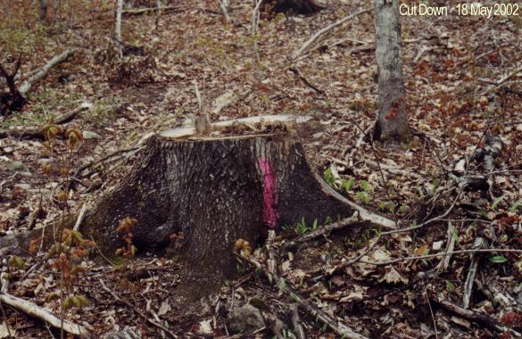 Marked and cut down