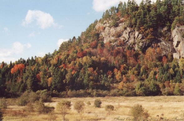 Forest On The Rocks