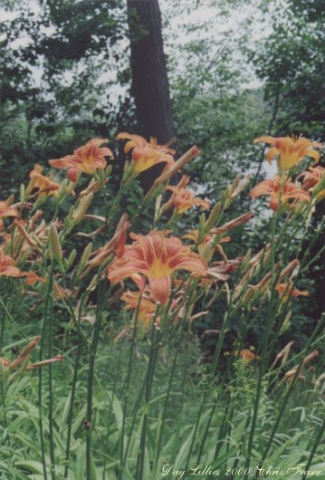 Blossoming Day Lillies