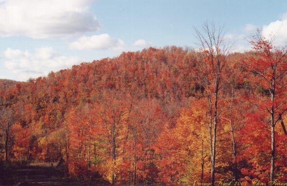 Orange and red forest