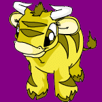 GotMilk247 the Yellow Kau, second youngest of the four
