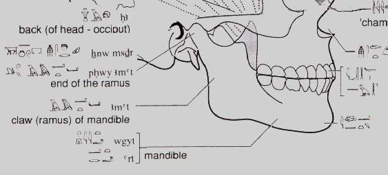 Hieroglyphs of medical relevance
