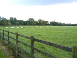 Sheep on working farm