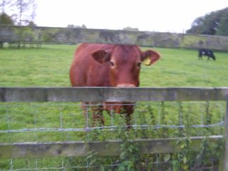 Cow in field
