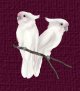 lovebirds.jpg (2780 bytes)