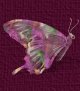 lovebutterfly2.jpg (2704 bytes)