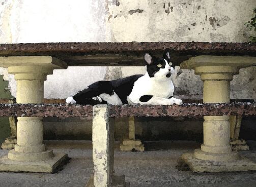 Abelardo, photo
by Carlos A. Pasero