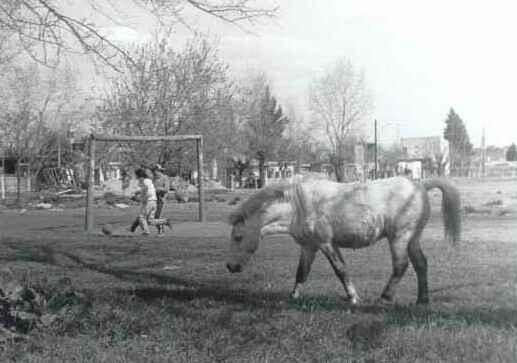 potrero.jpg