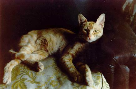 Santiago, beloved cat