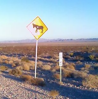 Donkey or mule (?) crossing