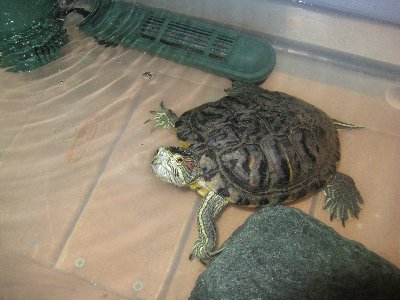 Jeremy the Ninja Turtle
