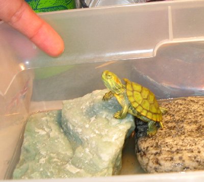 Meet the new class mascot, Larry the Y